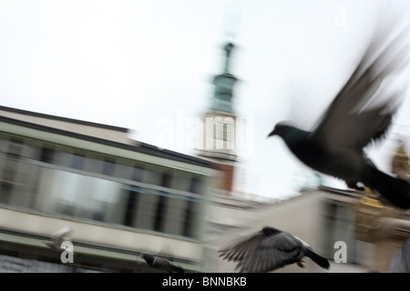 Tauben im Flug in der Altstadt in Poznan, Polen Stockfoto