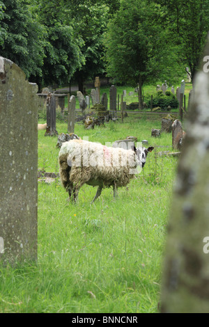 Schafbeweidung auf dem großen Friedhof der St.-Andreas Kirche, Aysgarth, Wensleydale, Yorkshire Dales, England Stockfoto