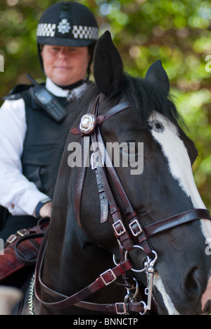 Polizistin auf dem Pferderücken, London, England. Stockfoto