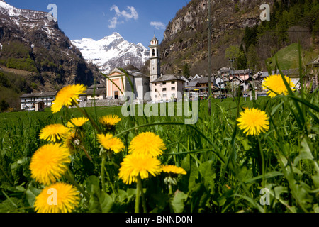 Sonogno Schweiz Schweizer Landschaft Frühling Blumen Wiese Löwenzahn Val Verzasca Dorf Kanton Tessin Südschweiz Swiss Stockfoto