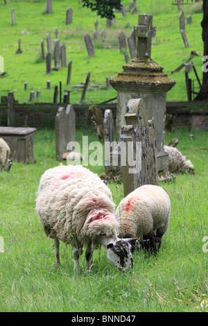 Schafbeweidung auf dem großen Friedhof der St.-Andreas Kirche, Aysgarth, Wensleydale, Yorkshire Dales, England Stockfoto