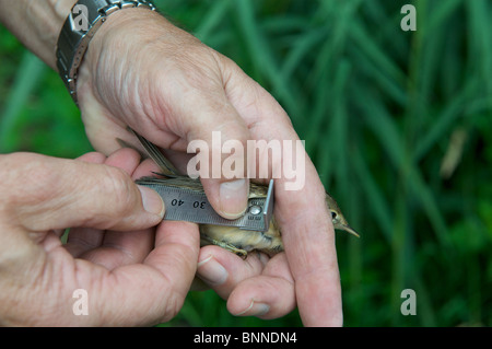 Reed Warbler wird gemessen, nachdem er gefangen und umringt von autorisierten Vogel Klingelton. Stockfoto