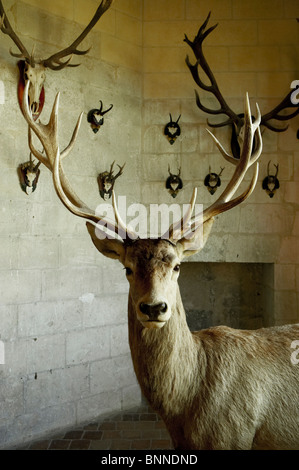 Dummy-Hirsch, ausgestellt im Chateau de Chamboard, Loire, Frankreich Stockfoto