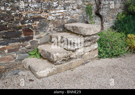 Pferd Montageschritte - Johannes Gollop Stockfoto