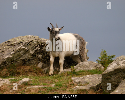 Kleine wilde Ziege, Tal der Felsen, Exmoor, Devon, UK Stockfoto