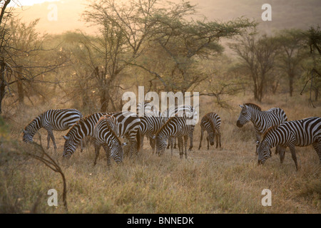 Herde Zebras füttern auf dem Rasen, Serengeti Nationalpark, Tansania Stockfoto