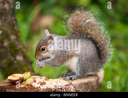 Graue Eichhörnchen auf Baumstumpf Essen Vogelfutter Stockfoto