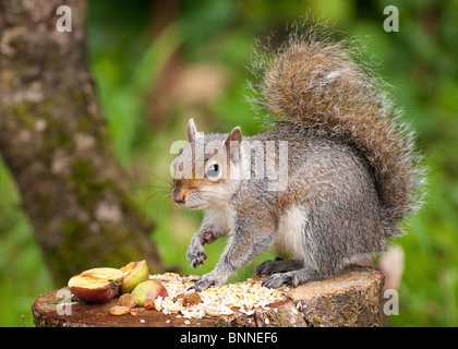 Graue Eichhörnchen auf Baumstumpf mit Vogelfutter. Stockfoto