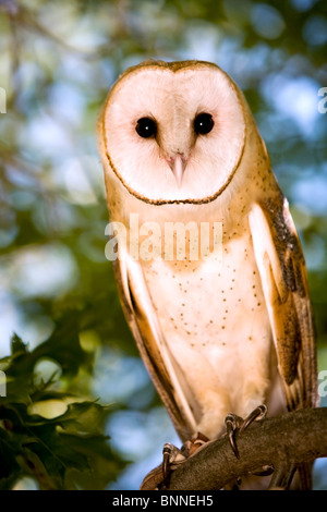 Porträt einer Schleiereule sitzt in einem Baum Stockfoto