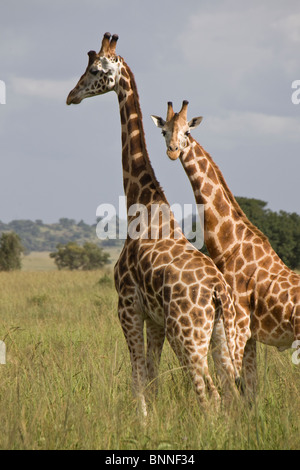 Giraffen im Kidepo Valley Nationalpark, Uganda, Ostafrika Stockfoto