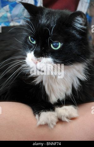 Porträt einer Tuxedo Katze ruht auf einem Arm des weißen kaukasischen. Stockfoto
