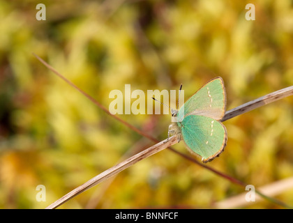 Grüner Zipfelfalter Schmetterling - Callophrys rubi Stockfoto