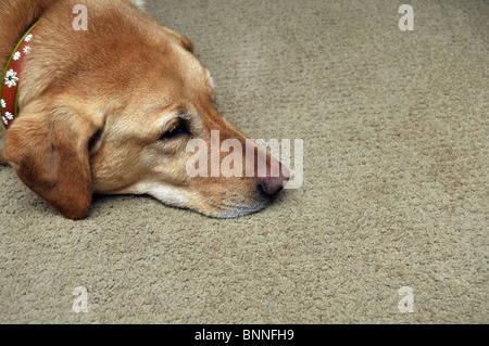 Traurig gelber Labrador auf Teppich verlegen. Raum auf der rechten Seite zu kopieren. Stockfoto