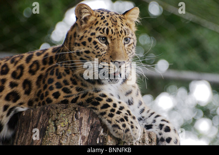 Weibliche Amur Leoparden Stockfoto