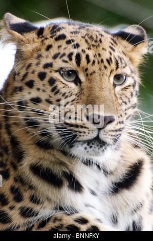 Weibliche Amur-Leopard-Nahaufnahme Stockfoto