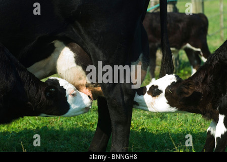 2 zwei Kälber füttern von einer Kuh Stockfoto