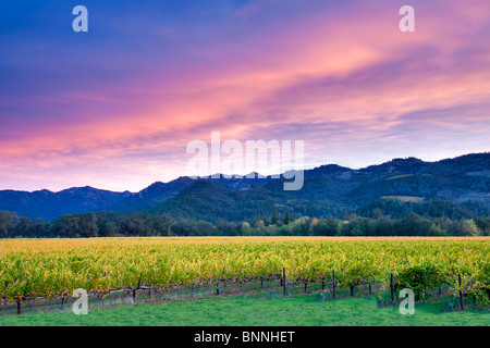 Sonnenaufgang über dem Napa Valley Weinberg mit Herbstfarben. California Stockfoto