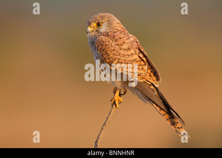 Ein Turmfalken (Falco Tinnunculus) im frühen Morgenlicht. Stockfoto