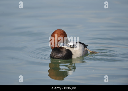 Männliche gemeinsame Tafelenten (Aythya 40-jähriger) putzen auf dem Wasser des Genfer Sees im Winter - Schweiz Stockfoto