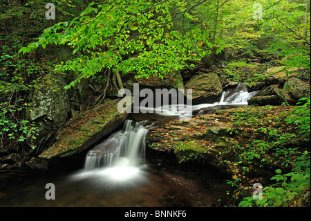 B. Reynolds fällt Wasserfall The Glens Ricketts Glen State Park Pennsylvania USA Amerika Vereinigte Staaten von Amerika Wald rockt Stockfoto