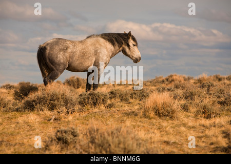Wilde Pferd, Equus Ferus, bei McCullough Gipfeln Wildlife Stockfoto