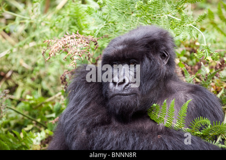 Weibliche Mountain Gorilla Porträt, Gorilla Gorilla Beringei, Männlich Stockfoto
