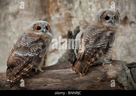 Paar der Waldkauz Küken Strix Aluco auf umgestürzten Baumstumpf (kontrollierten Bedingungen) Stockfoto