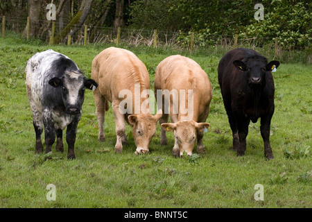 Kühe grasen rund um Kettleholm, Dumfries & Galloway, Schottland Stockfoto