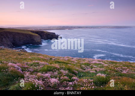 Rosa Meer Sparsamkeit Wildblumen blühen auf den Frischluftkick am Trevose Head, Cornwall, England. Frühjahr 2009 (Mai) Stockfoto