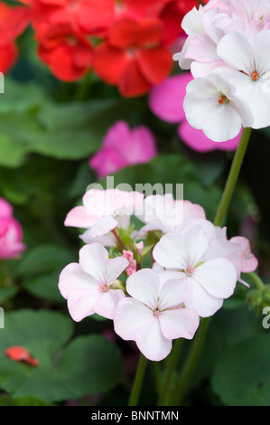 Nahaufnahme von rosa Geranien. Stockfoto