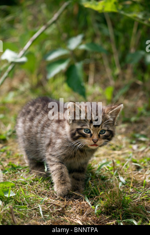 Schottische Wildkatze Kätzchen, Felis Silvestris Grampia. (Captive) Stockfoto