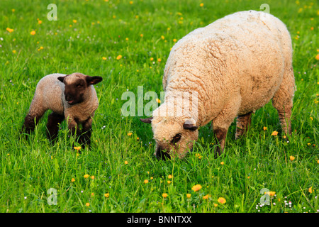 landwirtschaftlichen Betrieb Firma Bauernhof Baum Blumen Blüte gedeihen Blume Glanz braun Kopf Bäume essen Eatings Feld Fell Fleisch flora Stockfoto