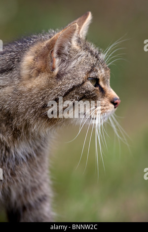 Schottische Wildkatze Felis Silvestris Grampia, UK. (Captive) Stockfoto