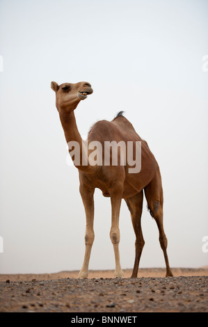 1001 Kamele (camelus dromedarius) im Wüstensand in den Vereinigten Arabischen Emiraten Stockfoto