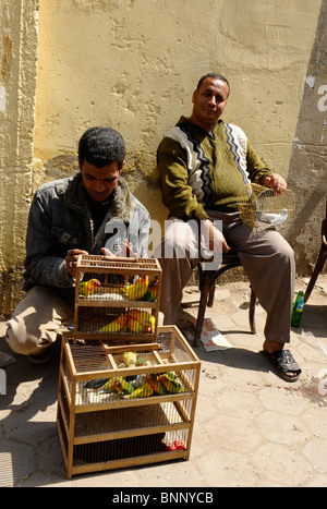 zwei Ägypter Sittiche, Vogel Verkaufsmarkt in der Nähe der Zitadelle, Kairo, Ägypten Stockfoto