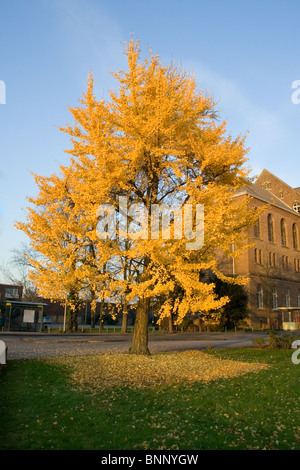 Baum im Herbst gelb Stockfoto