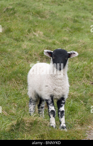 Swaledale Lamm, Yorkshire Dales, England Stockfoto