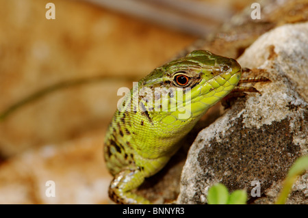 Eidechse Eidechsen Balkan Wand Eidechse Podarcis Tauricus Ionicus Reptil Reptilien Portrait geschützt Griechenland Griechisch Balkan Skala Stockfoto