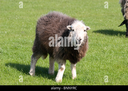 Herdwick seltene Rasse Schafe und Lämmer Weiden bei Dalton, Dumfries & Galloway, Schottland Stockfoto