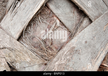 Rinde einer Palme Washingtonia Stockfoto