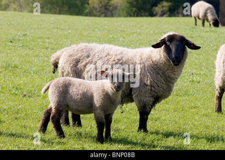 Schwarz konfrontiert, seltene Rasse Schafe und Lämmer Weiden bei Dalton, Dumfries & Galloway, Schottland Stockfoto