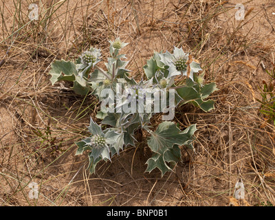 Meer-Holly Eryngium Maritimum auf Sanddünen am verschmähen Punkt Yorkshire UK Stockfoto