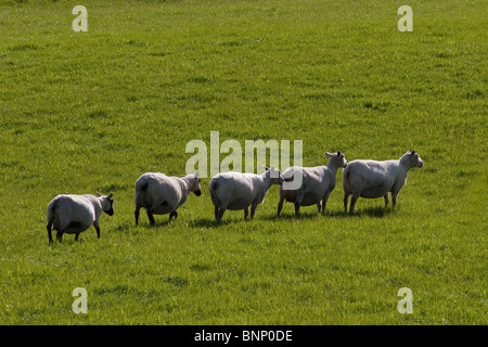 Herde von Beltex Mutterschafe im Lamm, Dumfries & Galloway, Schottland Stockfoto