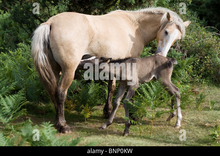 Wildes Pony Mutter Pflege Fohlen im New Forest, Hampshire, England. Stockfoto