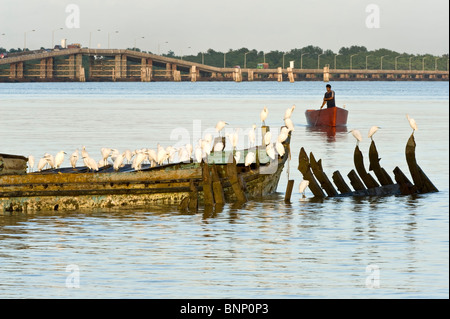 Die Snowy Silberreiher (Egretta unaufger) Herde Schlafplatz auf dem alten Boot, am frühen Morgen Dememrara River Georgetown Guyana in Südamerika Stockfoto