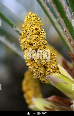 Europäische Fächerpalme oder Mittelmeer-Ventilator-Palme, Chamaerops Humilis, Palmsonntag, mediterranen Europa. Stockfoto