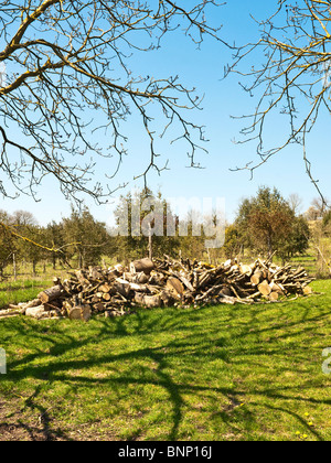 Umgestürzter Baum in Protokolle nach Sturmschäden - Frankreich gesägt. Stockfoto