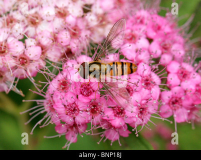 Marmelade Hoverfly, Episyrphus Balteatus, Syrphidae, Diptera. Sammeln von Nektar aus einer rosa Blume Stockfoto