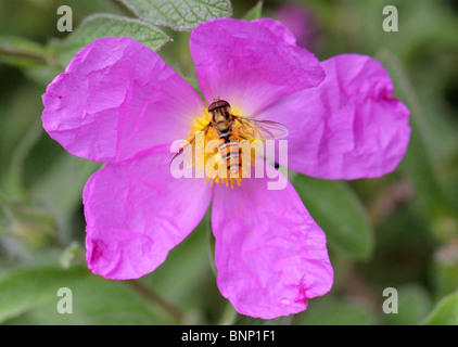 Marmelade Hoverfly, Episyrphus Balteatus, Syrphidae, Diptera. Sammeln von Nektar aus einer rosa Cistus-Blume Stockfoto