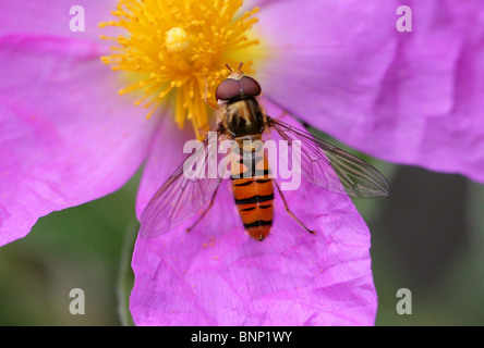 Marmelade Hoverfly, Episyrphus Balteatus, Syrphidae, Diptera. Sammeln von Nektar aus einer rosa Cistus-Blume Stockfoto